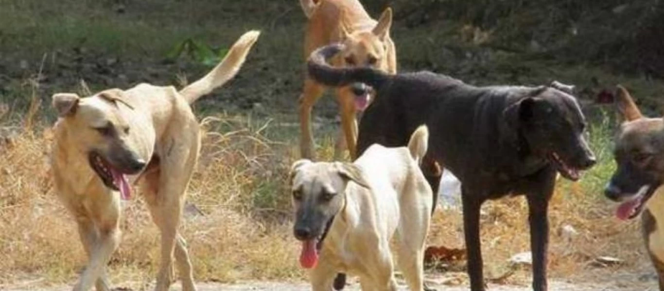 Xαλκιδική: Αδέσποτα σκυλιά επιτέθηκαν σε 11χρονο αγόρι